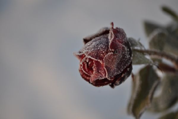 凍ったバラのつぼみ